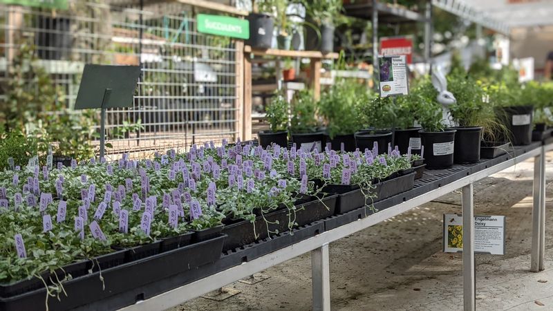 A Growing Focus on Native Texas Plants and Sustainable Options