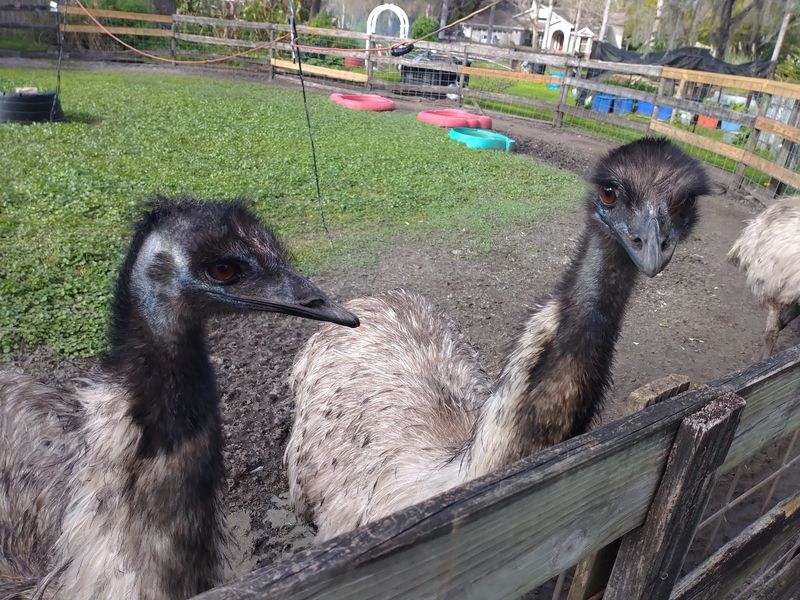 Australian Birds and Other Unexpected Farm Residents