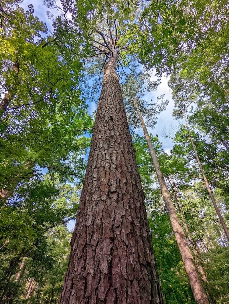 The Legendary Sentry Pine