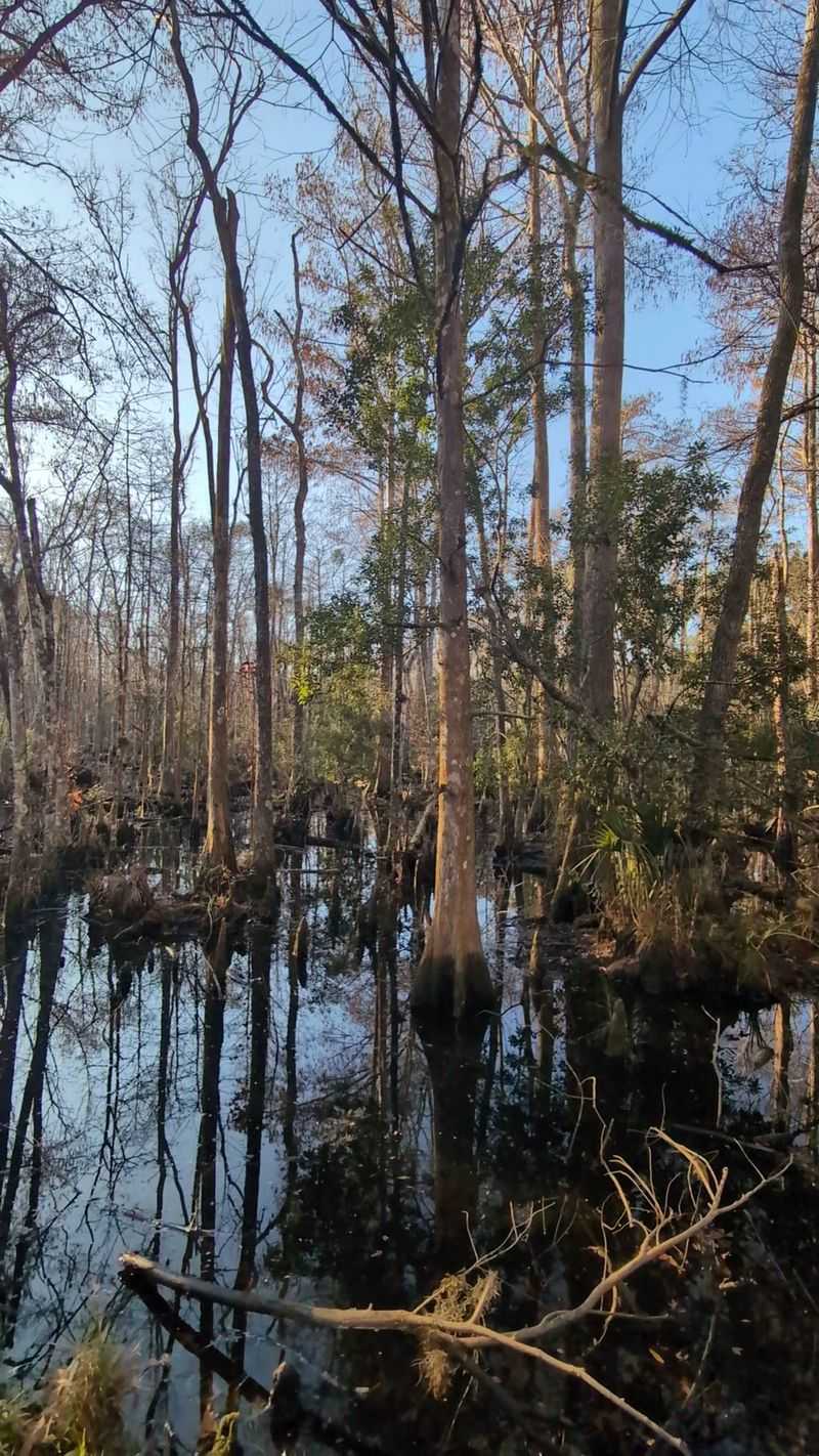 Authentic Old Florida Atmosphere
