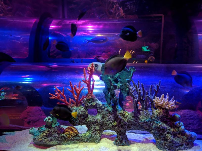 Surprisingly Diverse Marine Life Collection