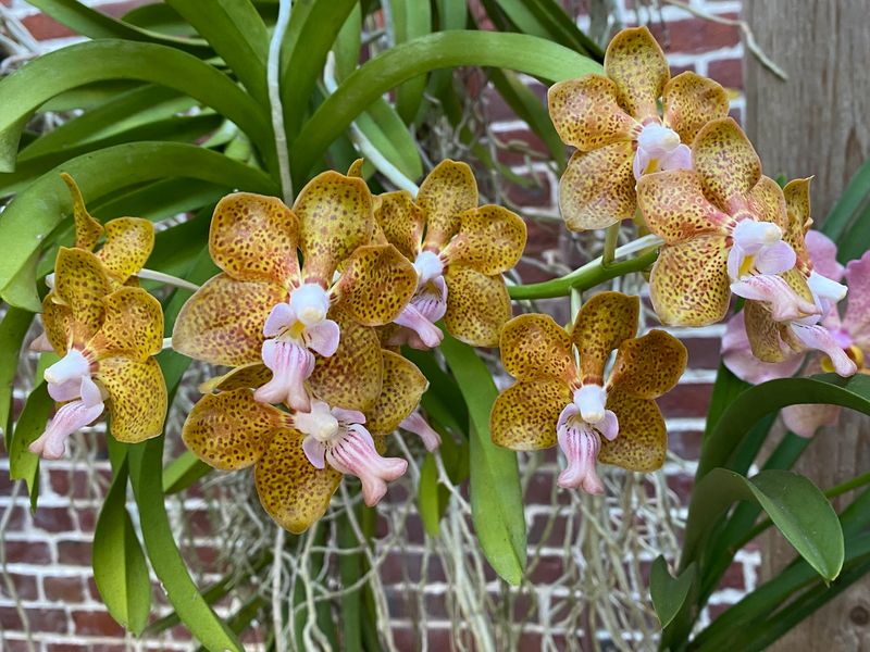 Orchid Collections That Smell Like Chocolate