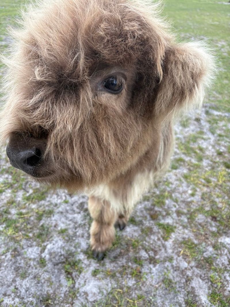 Meet the Famous Fluffy Highland Cows
