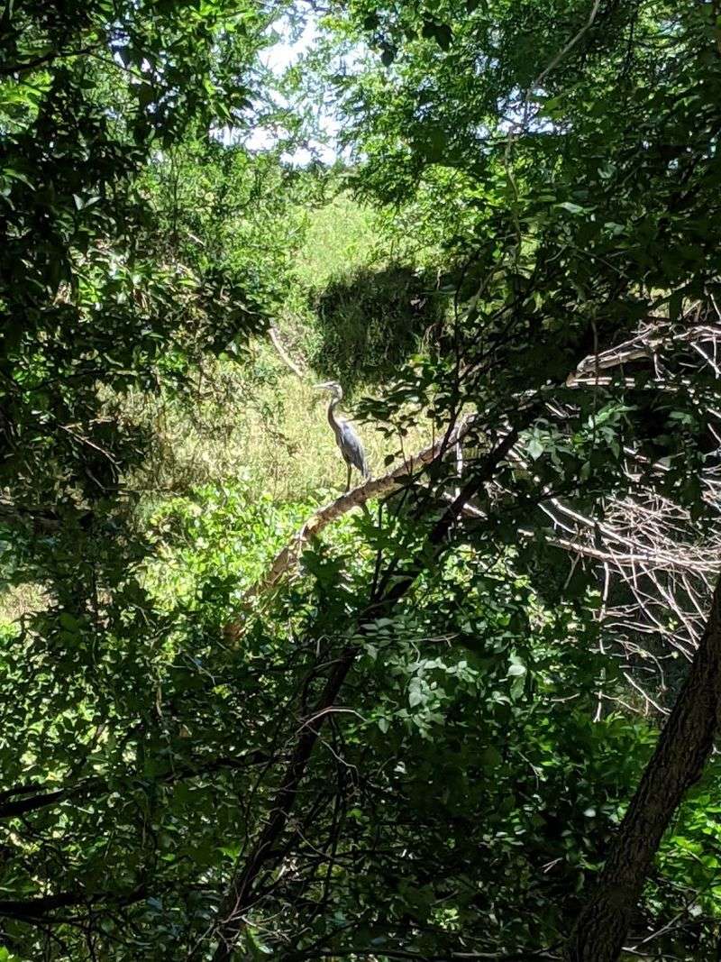 Wildlife Watching From Dawn to Dusk