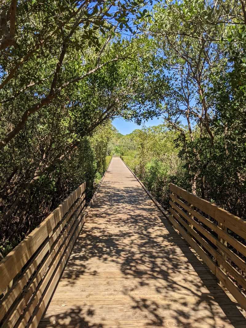 Eagle Trail's Boardwalk Through Mangrove Magic