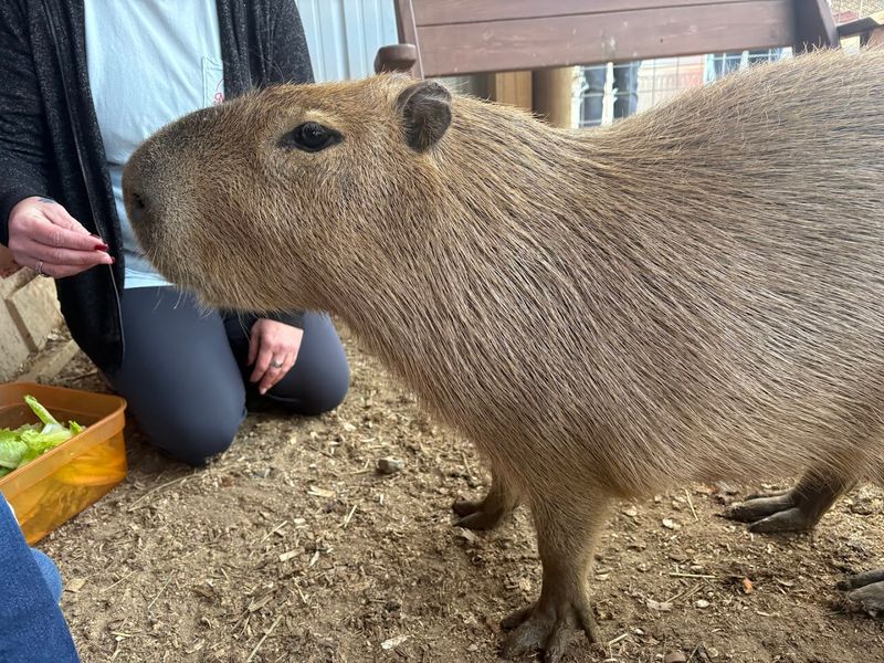 The Biggest Draw Is Getting to Feed and Pet Capybaras Up Close