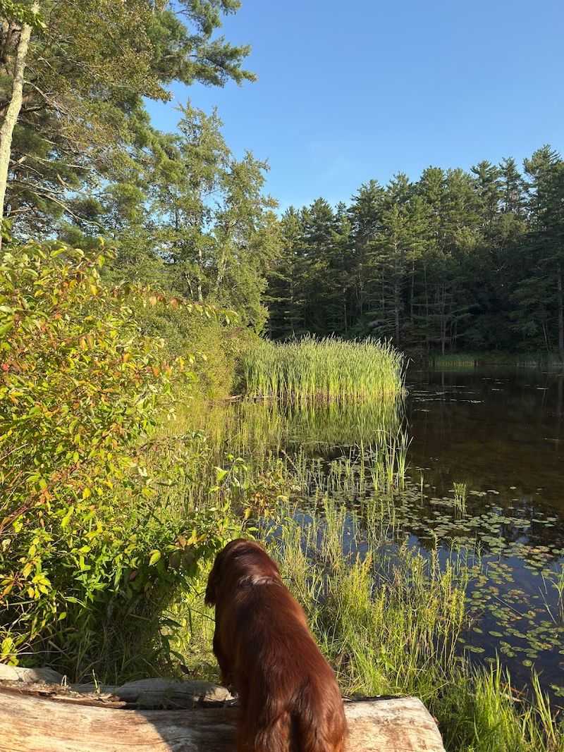 Wildlife Mornings and Night Sounds