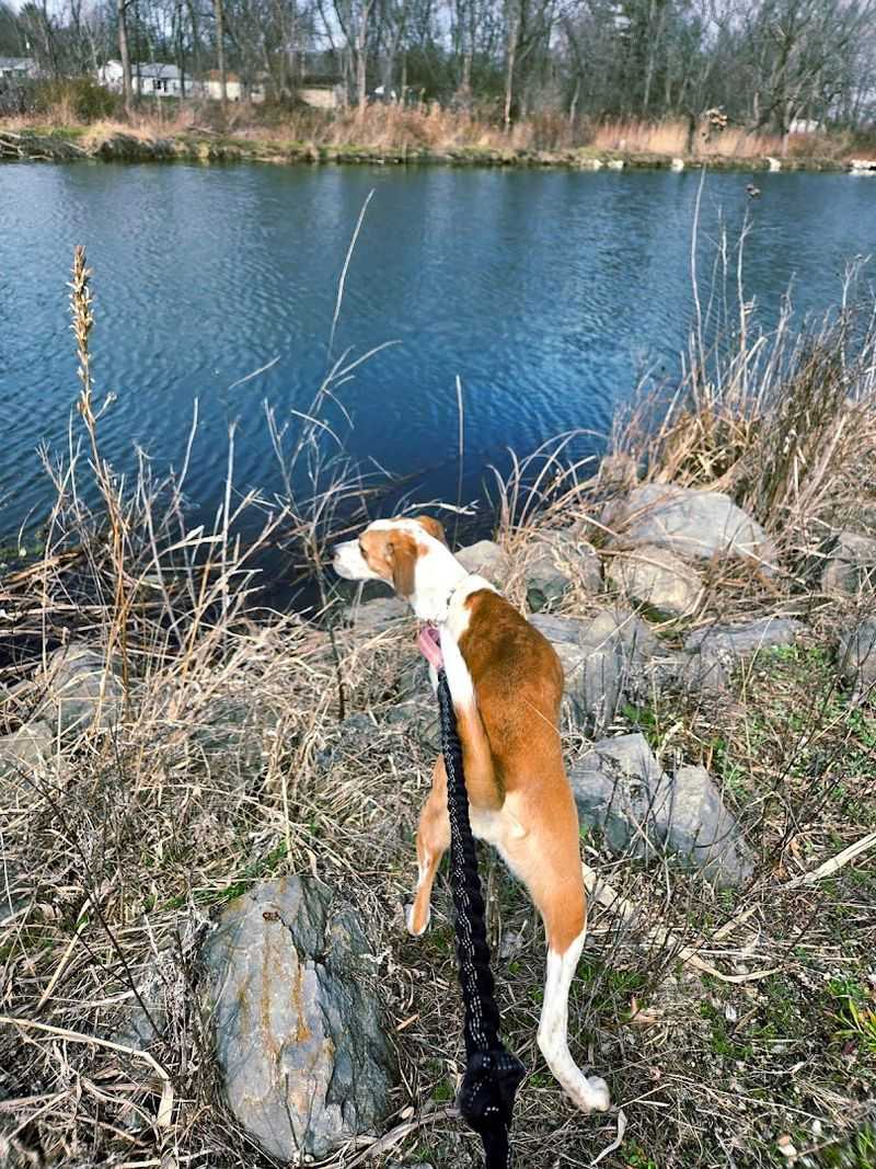Dog Friendly Adventures On The Water