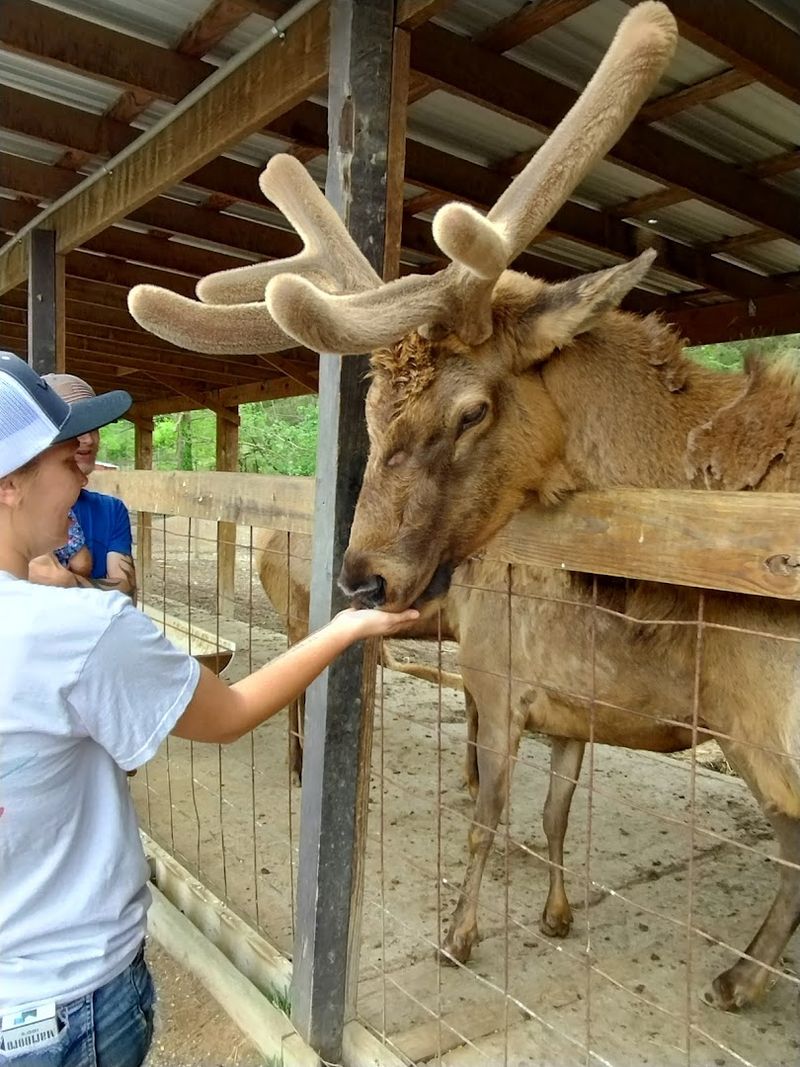 This Sevierville Attraction Is a Must-Visit for Animal Lovers