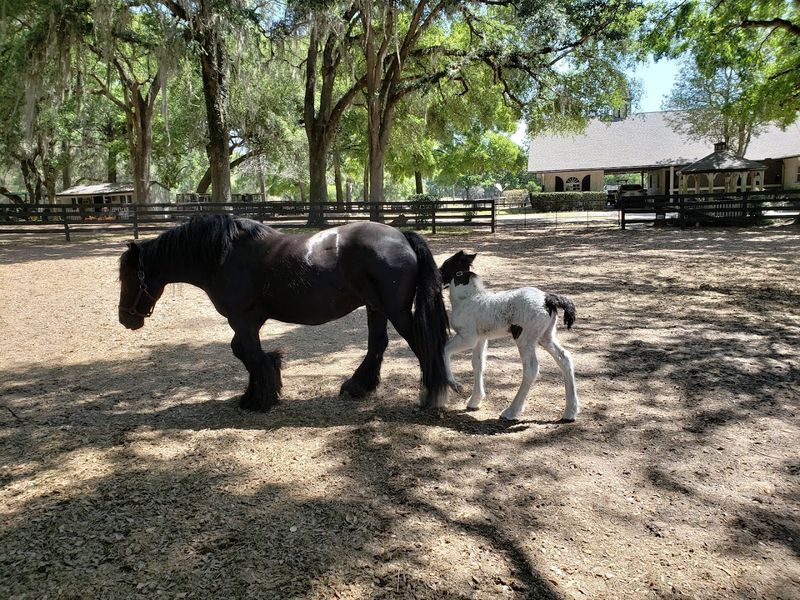 Baby Clydesdales And Foals Steal Everyone's Hearts