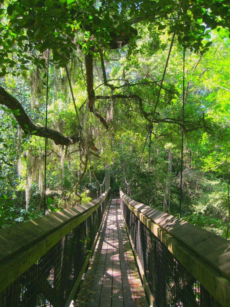Cross Suspension Bridges Through Ancient Ravines At Ravine Gardens (Palatka)