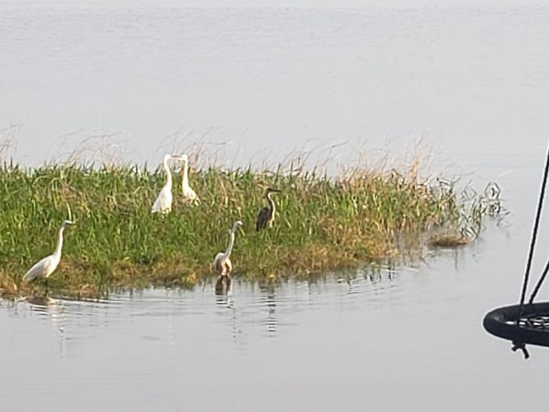 Abundant Wildlife Viewing Opportunities