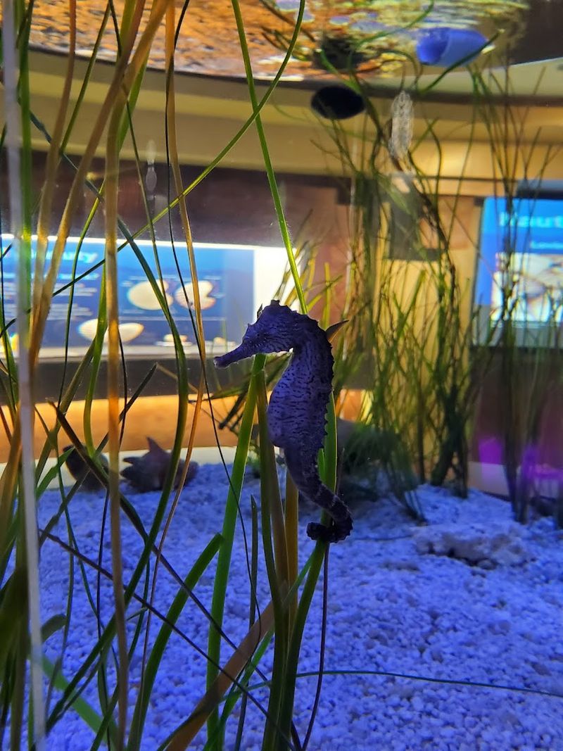 Touch Tanks Where You Actually Get Hands-On With Sea Life