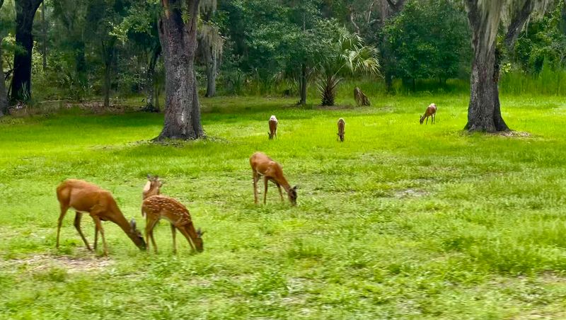 Wildlife Encounters Around Every Bend