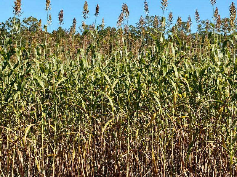 The Corn Maze That Spells Out a Message