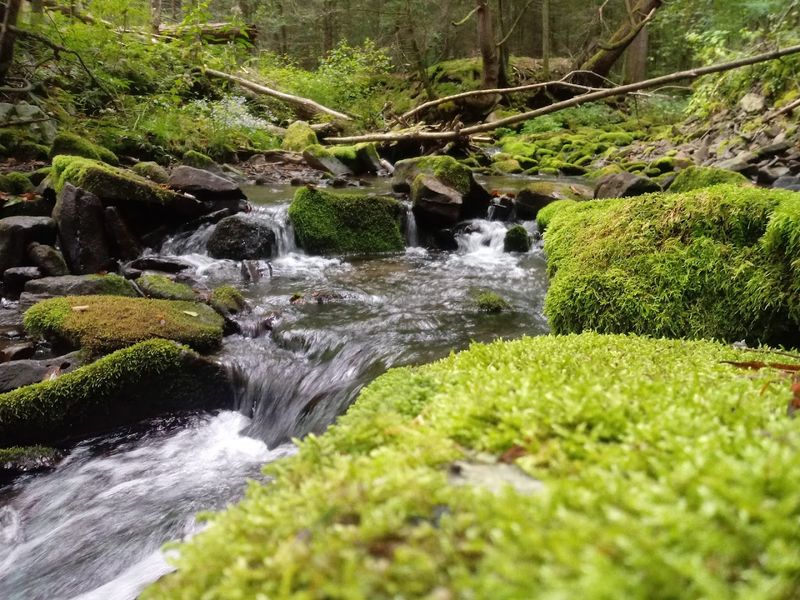 First Impressions By The Creek