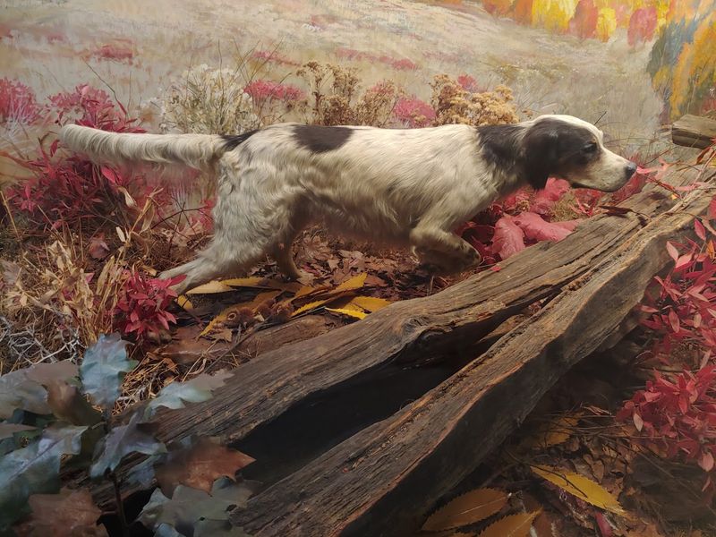 Celebrating the Legacy of America's Bird Dogs