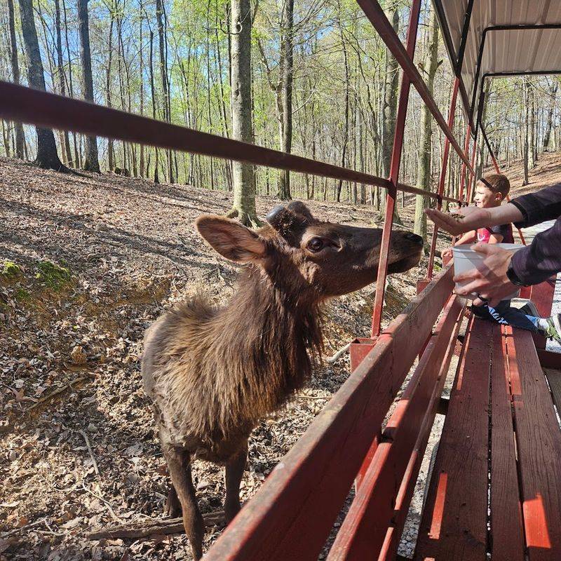 Why Briarwood Ranch Safari Park Feels More Personal Than Bigger Attractions
