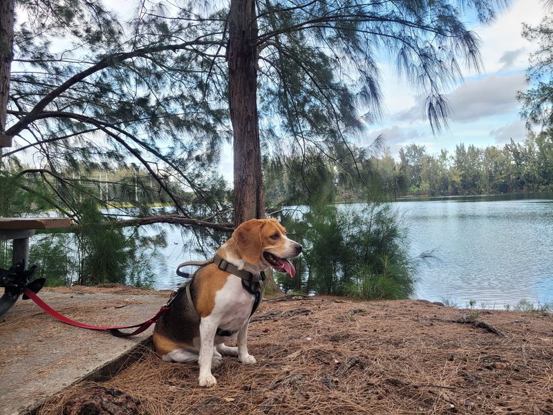 Perfect Dog Park Alternative