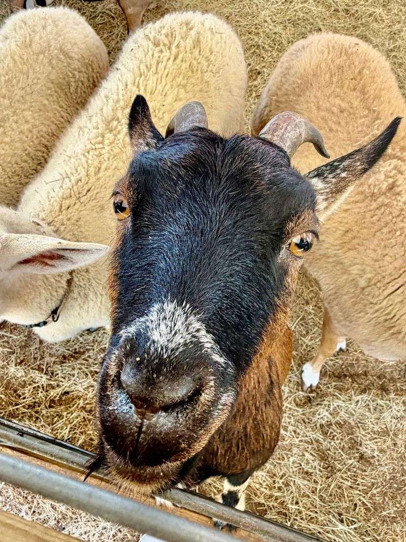 Petting Zoo and Animal Feeding