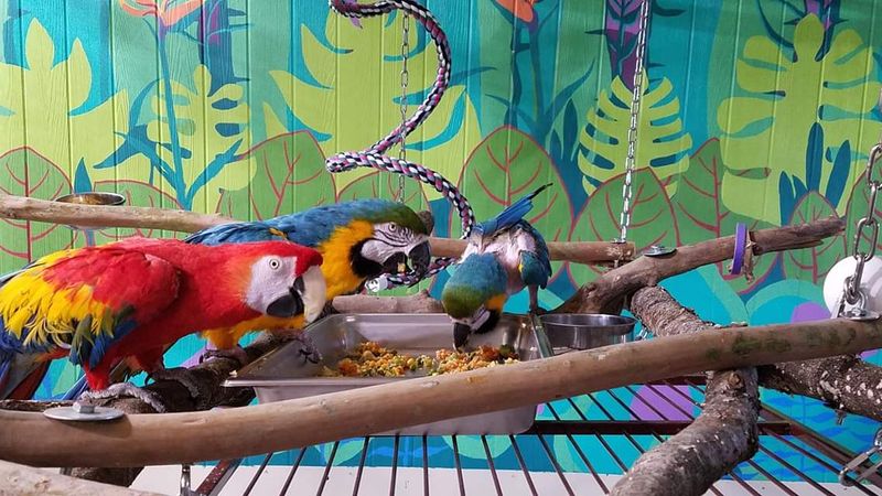 The Tennessee Sanctuary Giving Captive Parrots a Second Chance