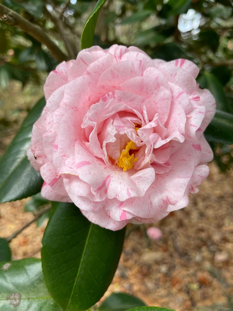 The Azalea and Camellia Collections