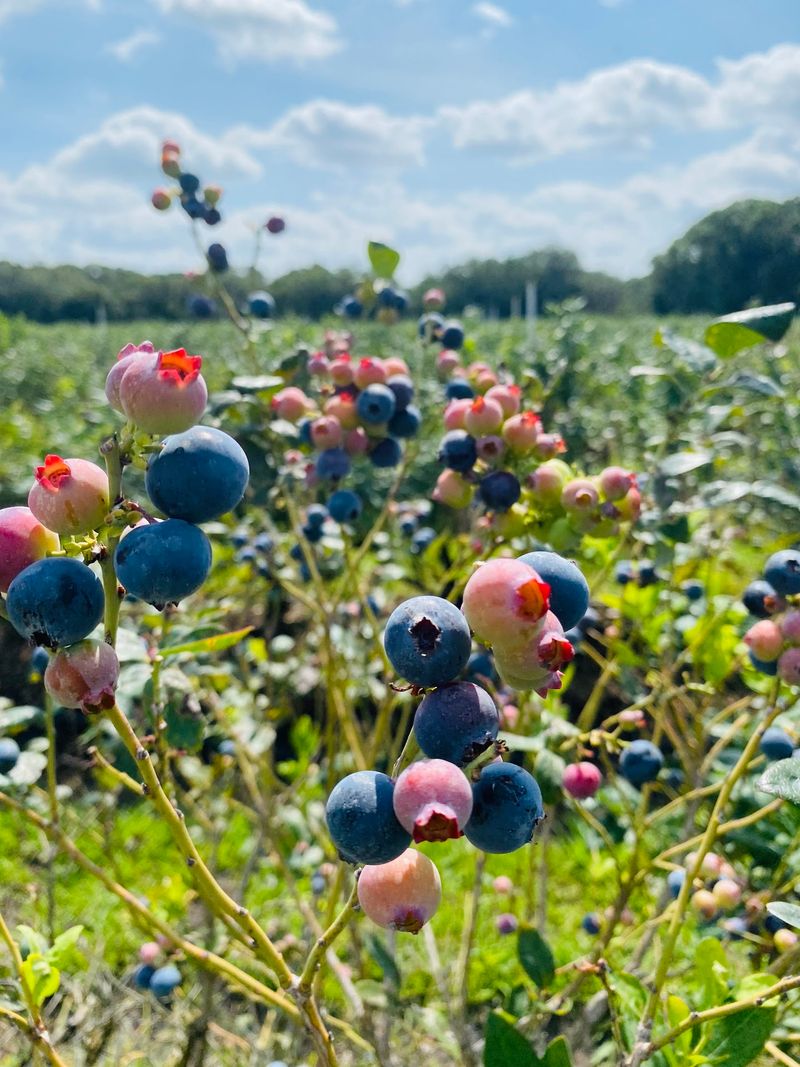 Lithia Berry Farms