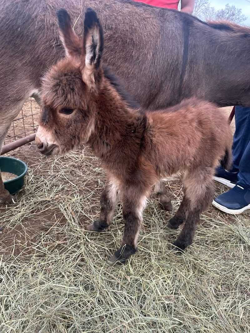 What to Expect When You Visit Donkey Kingdom