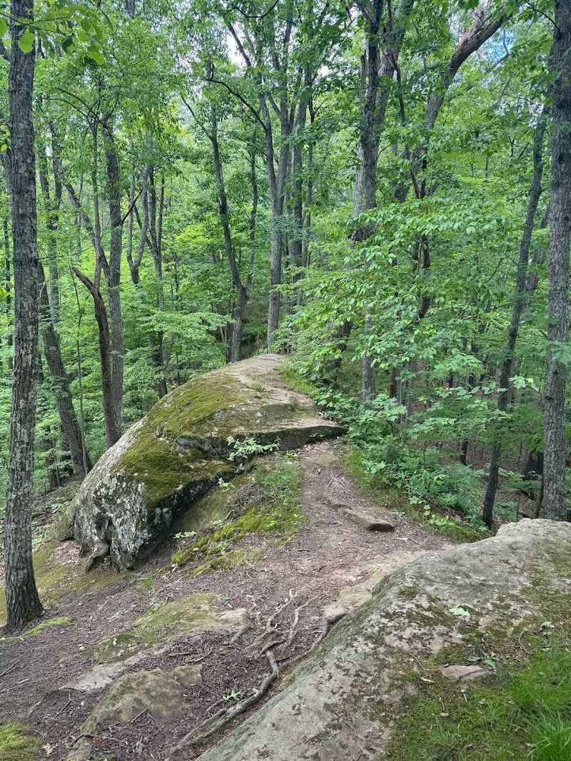 Mountain Biking In The Foothills