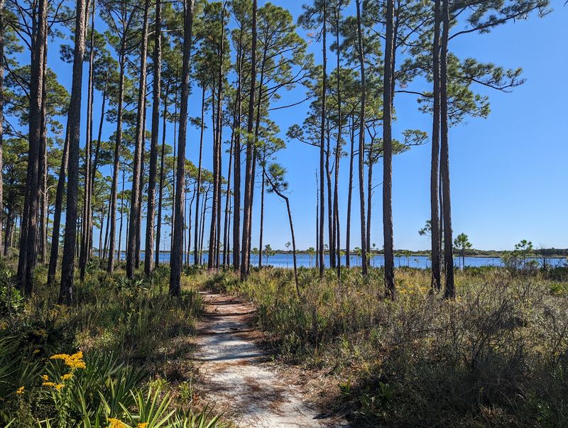 Miles of Trails Through Maritime Forest