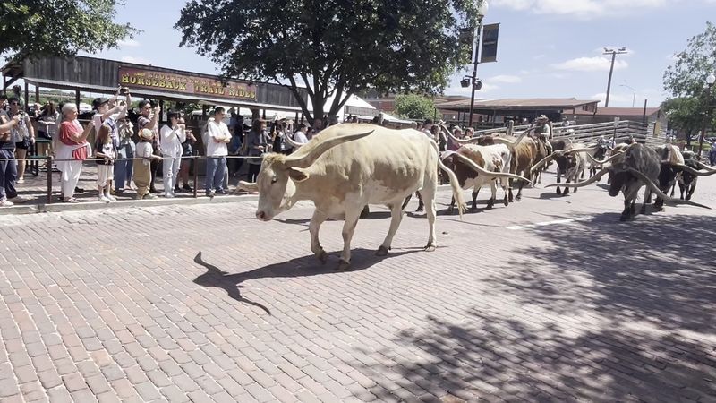 Completely Free Experience in the Heart of the Stockyards