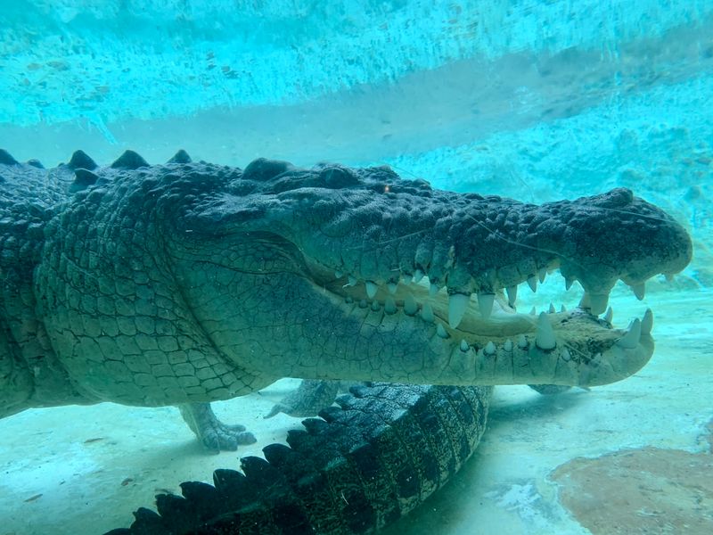 Walk Among Every Crocodilian Species on the Planet