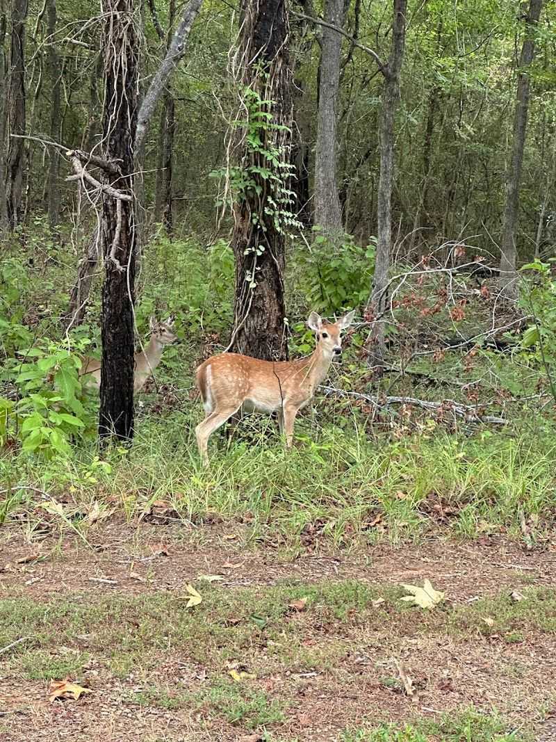 Wildlife Watching for Nature Enthusiasts