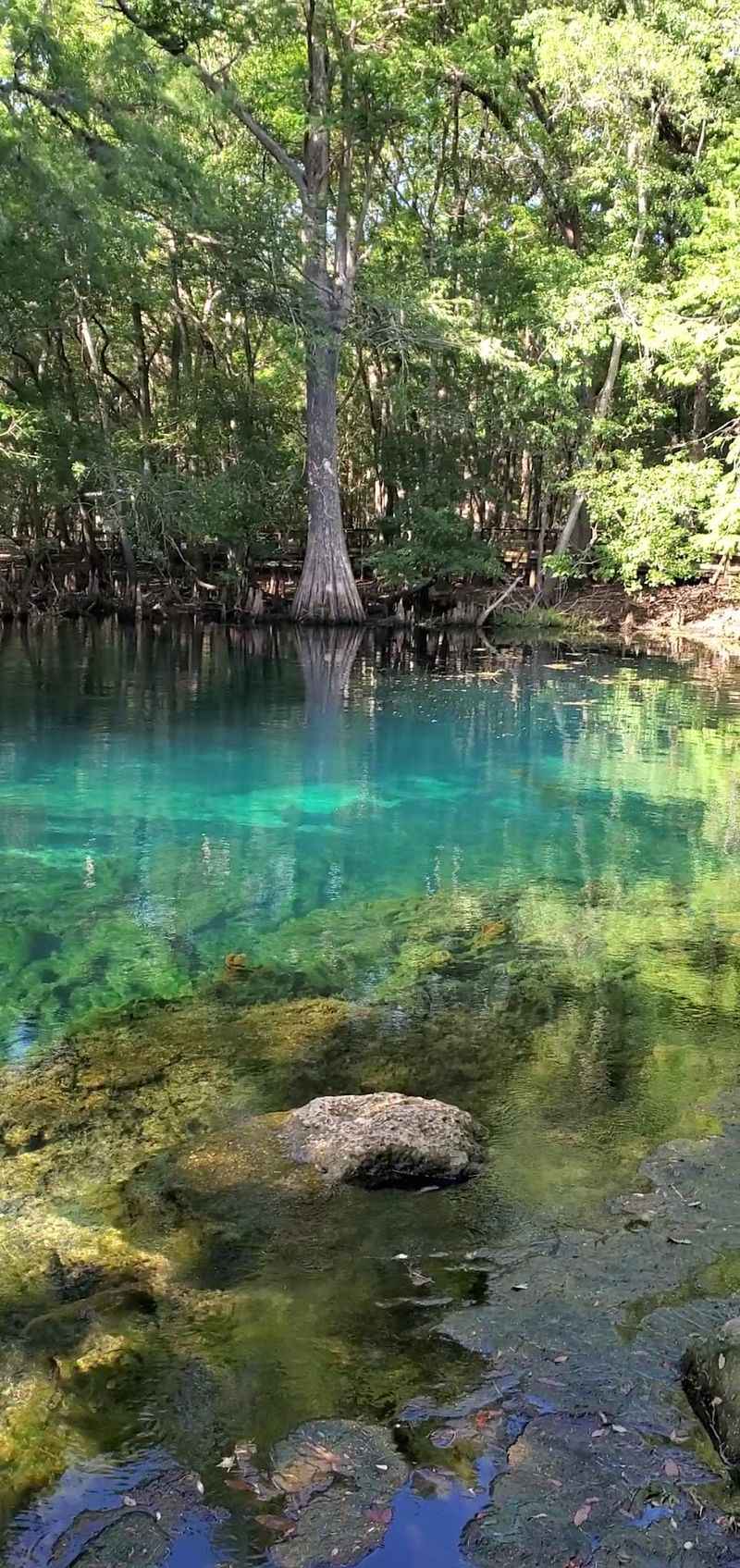 Manatee Springs State Park Campground (Chiefland)