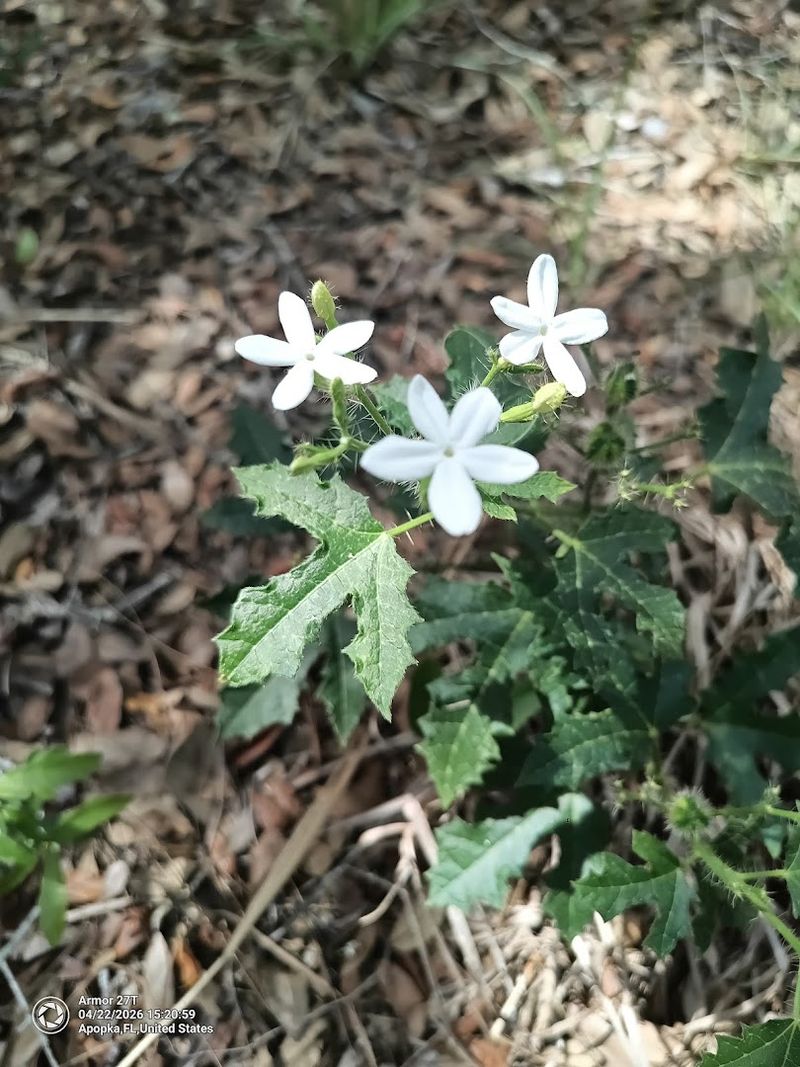 There’s a Hike in Florida That Smells Like Chocolate When the Wildflowers Bloom