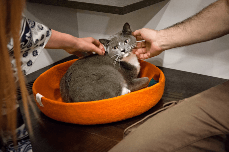 Adoption Pathway: From Hello To Home