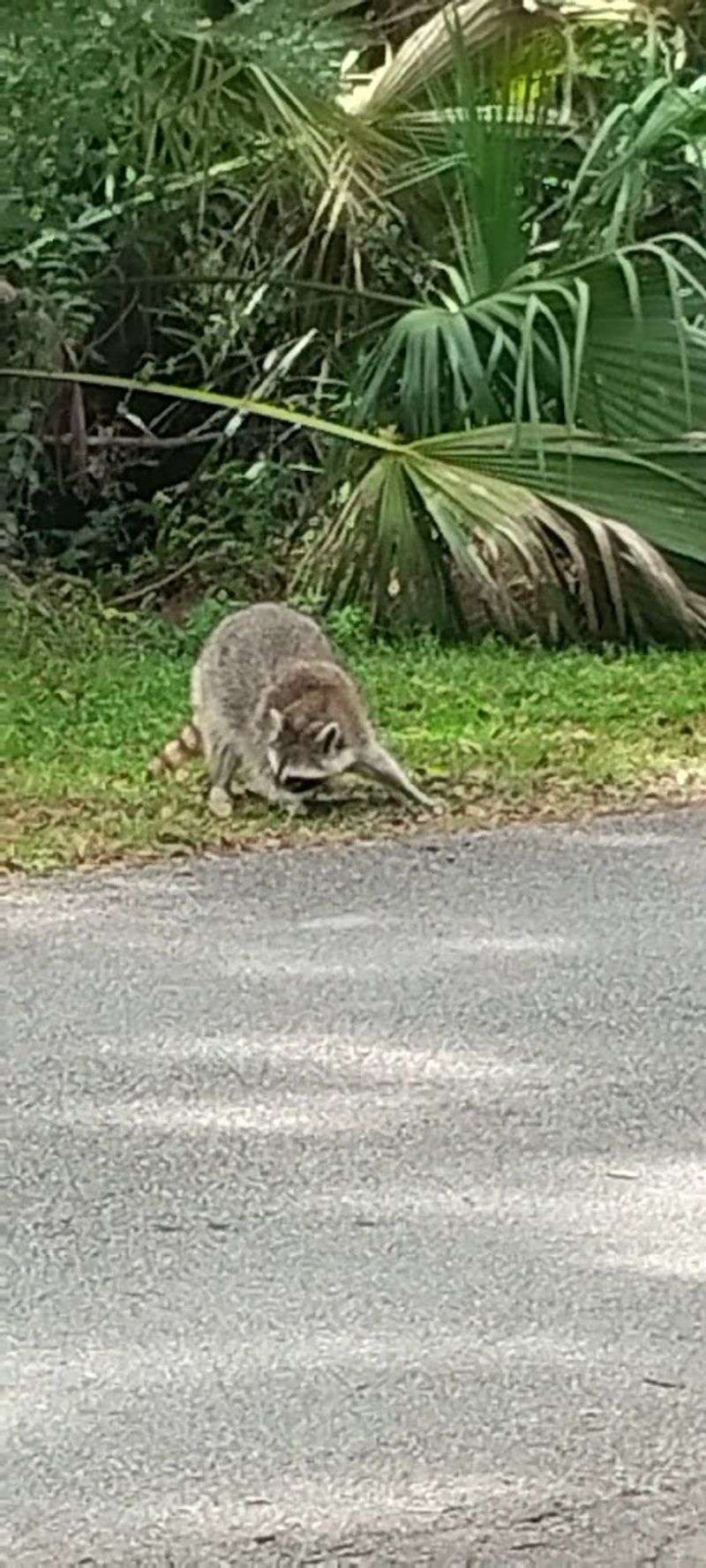 Raccoons Come With The Territory