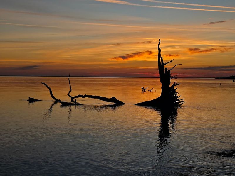 Big Talbot Island's Boneyard Beach (Jacksonville)