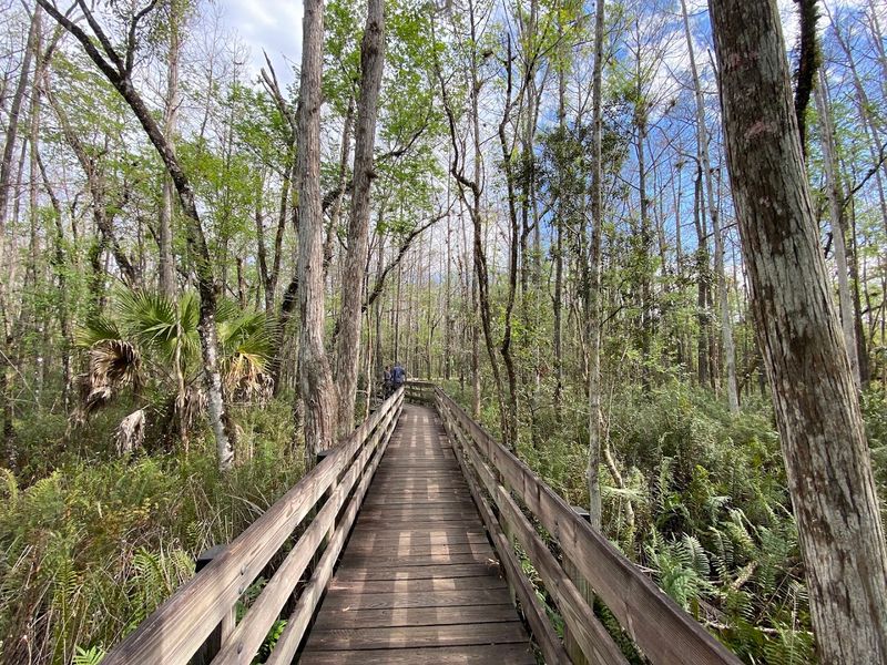 Six Mile Cypress Slough Preserve (Fort Myers)