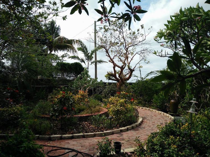 Mature Caribbean Landscaping Done Right