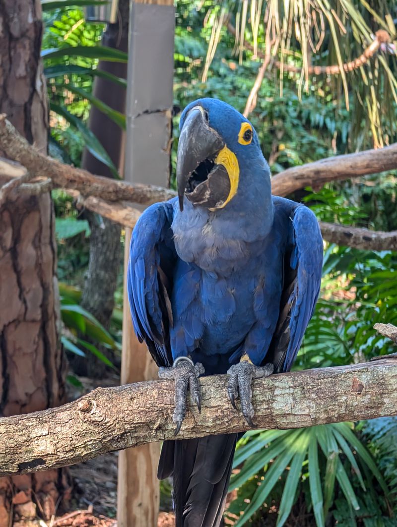 Rainforest Revealed and Overhead Tunnels