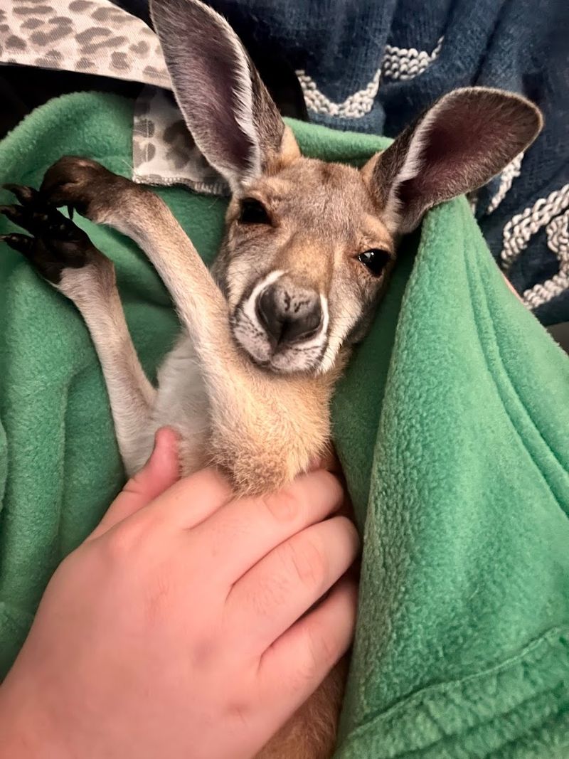 The Best Photo Ops and Up-Close Moments at FairyTails Petting Farm