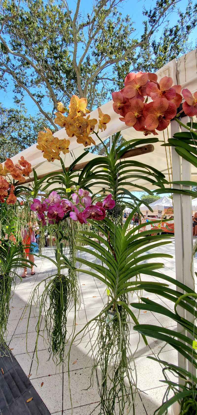 Flowers, Orchids, and Tropical Plants