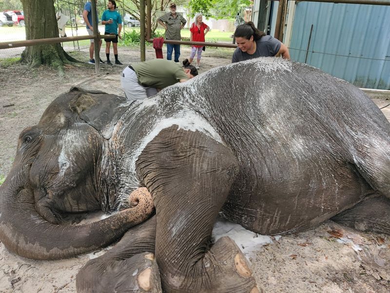 Two Tails Ranch / All About Elephants (Williston)