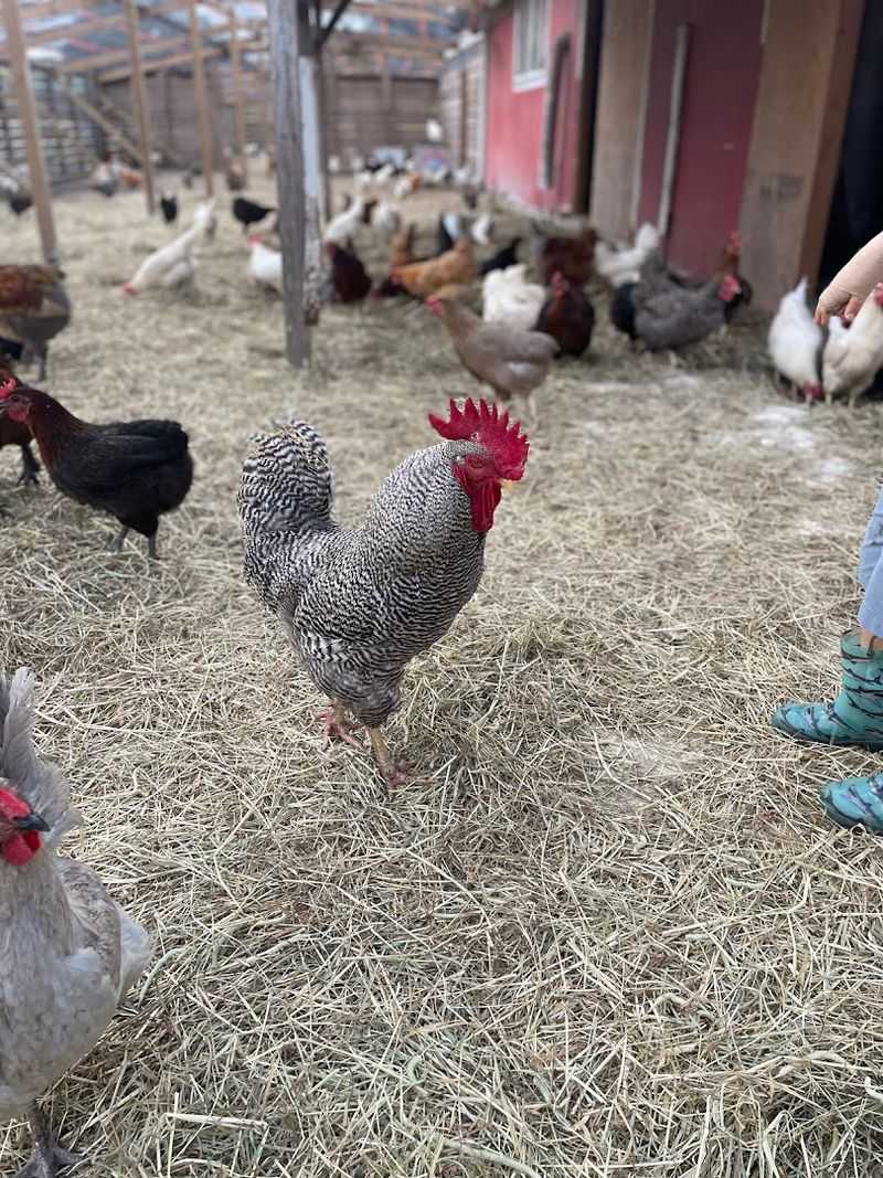 Farm Fresh Eggs And A Chance To Milk A Cow