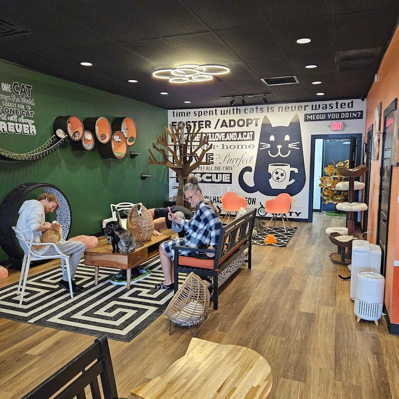 In Murfreesboro, Catfeine Cat Cafe Offers A Cozy Break From The Usual Day Out