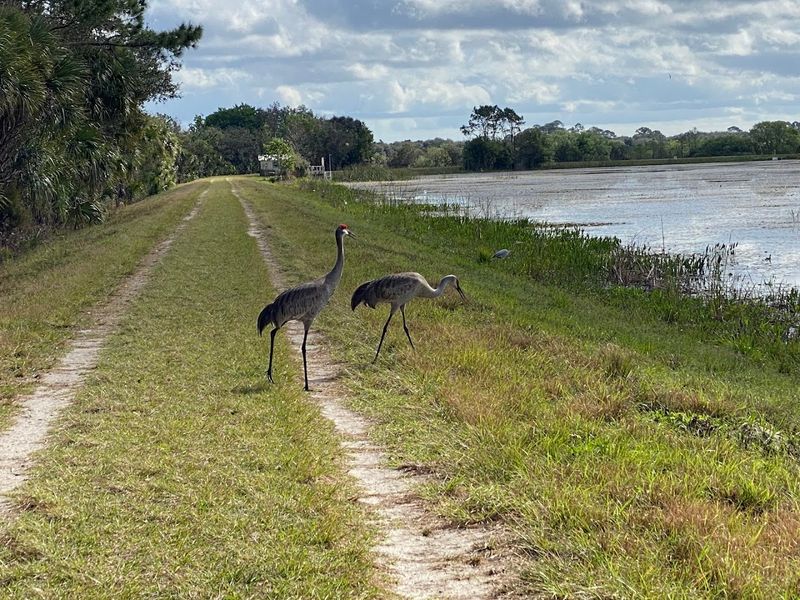 Sandhill Crane Family Walks