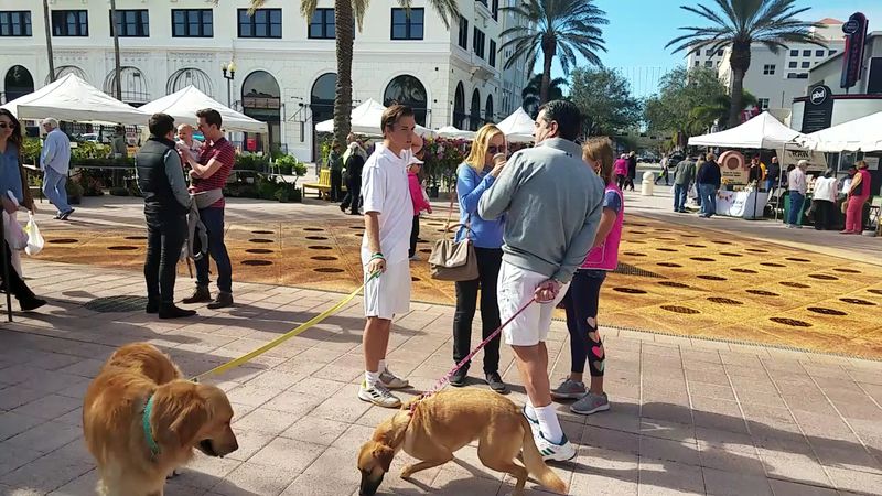 Dog Friendly Market Game Plan