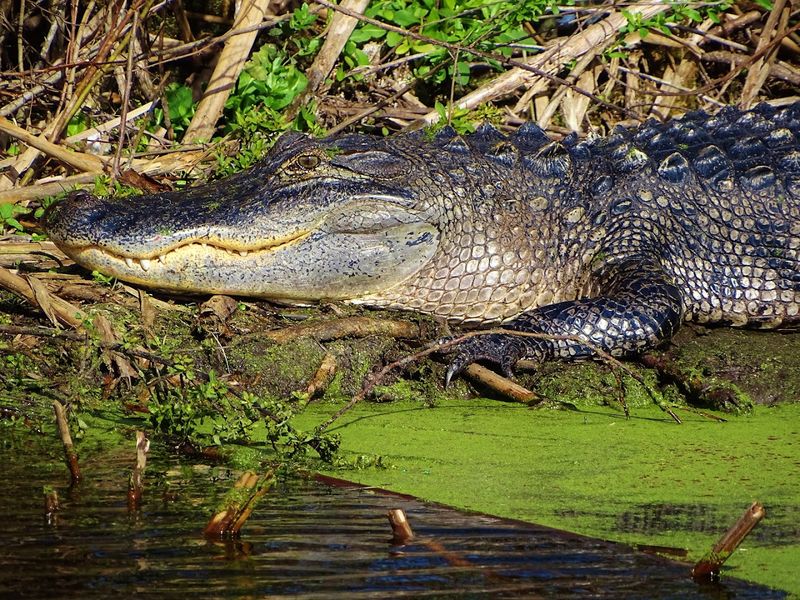 Drive Through an Alligator-Filled Wetland at Lake Apopka Wildlife Drive