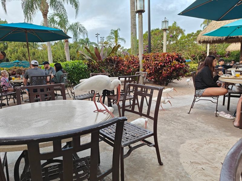 Scenic Setting And Wildlife